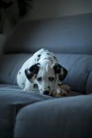 Laëtitia FUCHS - LYON EYE'S PHOTOGRAPHY